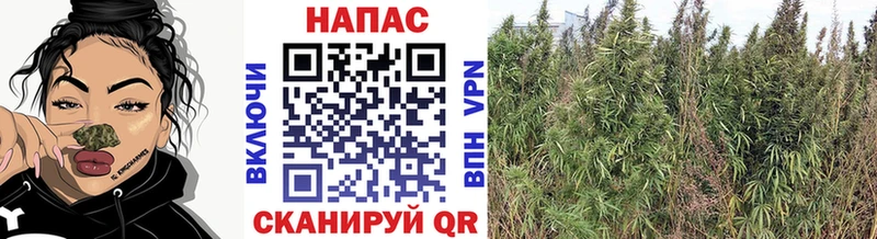 Купить  Сельцо  Канабис марихуана 